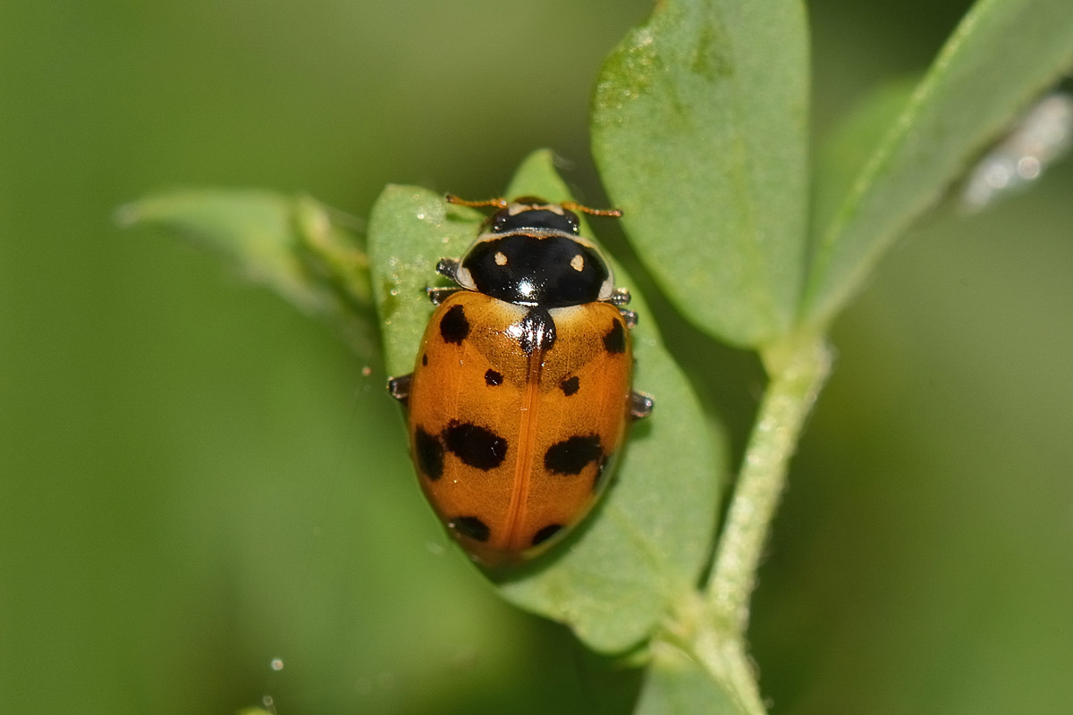 Metamorfosi di Hippodamia variegata, Coccinellidae